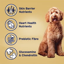 Advance Dry Dog Food Oodles Large Breed Turkey and Rice - Woonona Petfoods