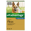 Advantage Dog Extra Large Blue - Woonona Petfoods