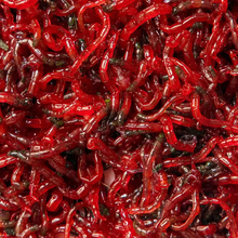 Pisces Natural Products Bloodworms Freeze Dried 26g