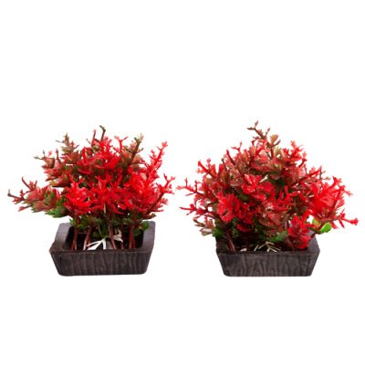 Aqua One Ecoscape Foreground Catspaw Purple 2 Pack - Woonona Petfoods