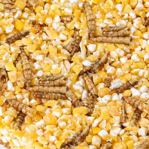 Bainbridge The Treat Block Mealworms and Corn 184g - Woonona Petfoods