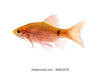 Live Aquarium Fish