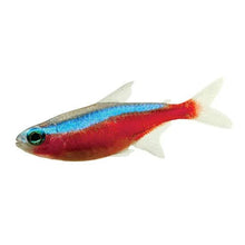 Fish L Tetra Cardinal 3cm - Woonona Petfoods