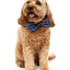 Fuzzyard Bowtie - Pluto Pup - Woonona Petfoods