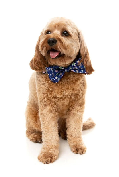 Fuzzyard Bowtie - Pluto Pup - Woonona Petfoods