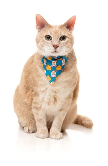 Fuzzyard Cat Fashion Pack - Cheesy Hearts - Woonona Petfoods