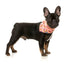 Fuzzyard Cooling Bandana - Two Cans - Woonona Petfoods