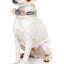 Fuzzyard Fresh Zest Dog Collar - Woonona Petfood & Produce