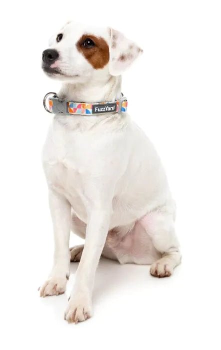 Fuzzyard Fresh Zest Dog Collar - Woonona Petfood & Produce