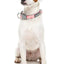 Fuzzyard Pink Lemonade Dog Collar - Woonona Petfood & Produce