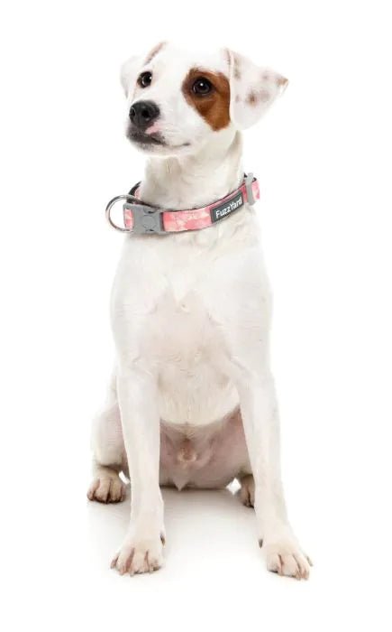 Fuzzyard Pink Lemonade Dog Collar - Woonona Petfood & Produce