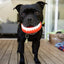 Happy Staffy Co. Chatter Chompers - Woonona Petfoods