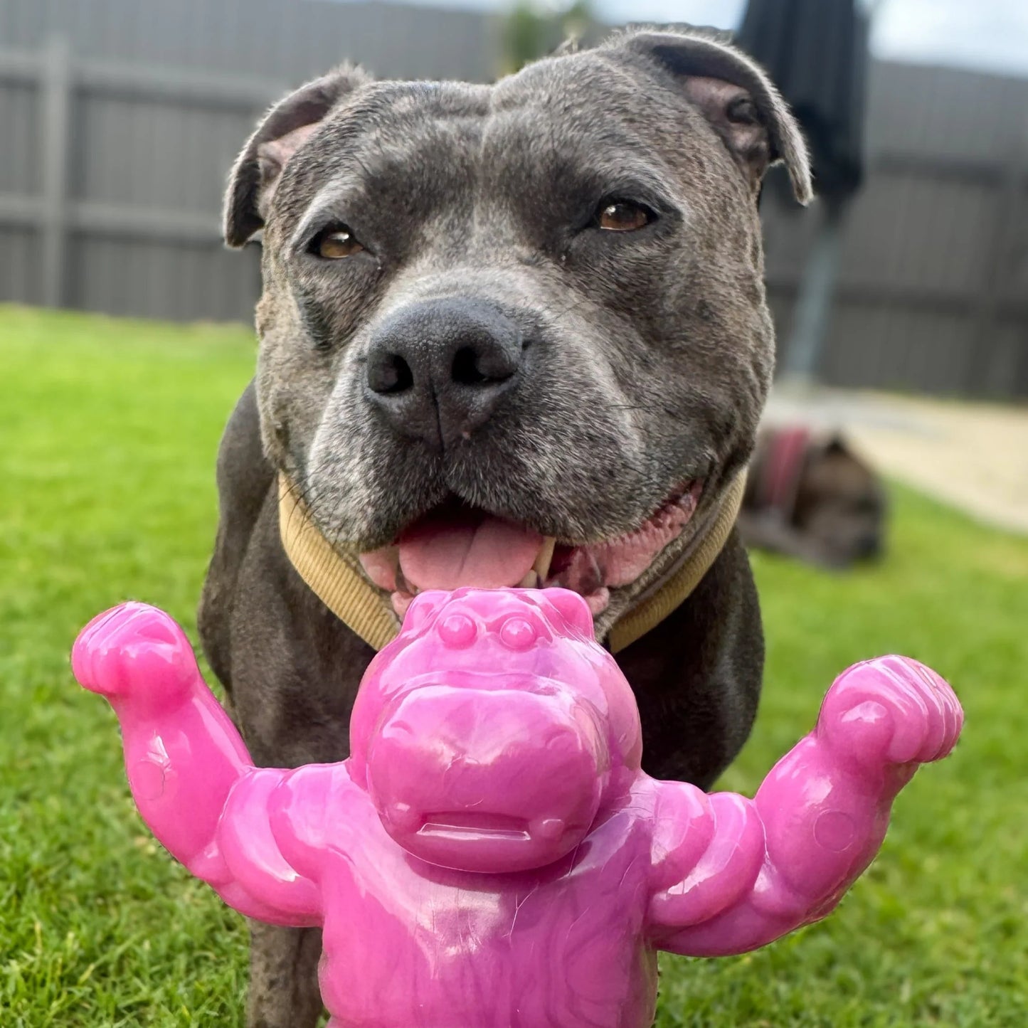 Happy Staffy Co. Chomp O Potamus - Woonona Petfoods