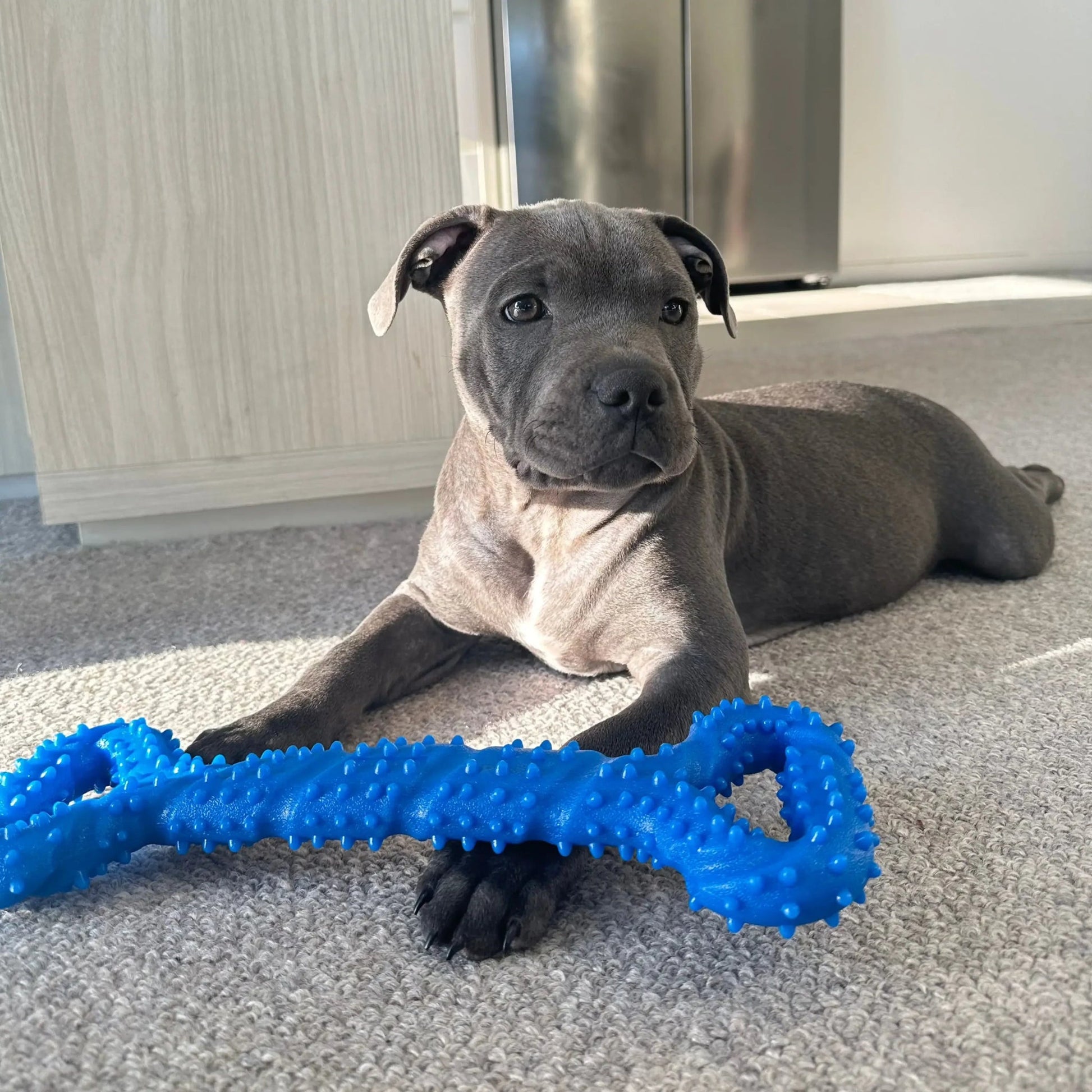 Happy Staffy Co. Tommy Tug Handle - Woonona Petfoods