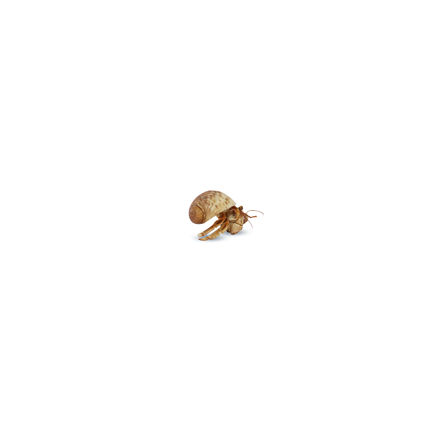 Hermit Crabs - Woonona Petfoods