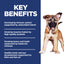 Hill's Science Diet Puppy Large Breed Dry Dog Food - Woonona Petfoods
