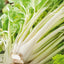 Mr Fothergills Celery Golden Self Branching - Woonona Petfoods