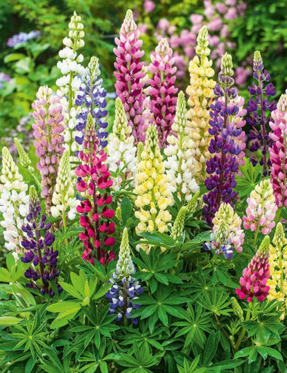 Mr Fothergills FOT Lupin Gallery Mix - Woonona Petfoods