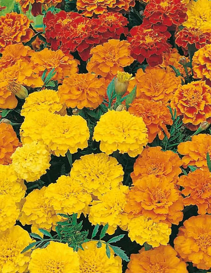 Mr Fothergills FOT Marigold Dwarf Double Mix - Woonona Petfoods