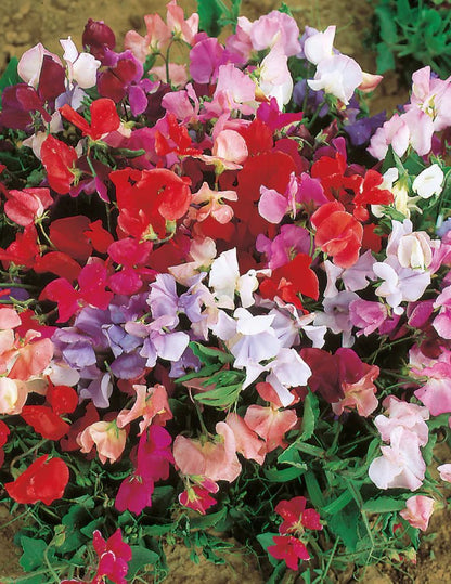 Mr Fothergills FOT Sweet Pea Explorer Mix - Woonona Petfoods