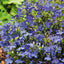 Mr Fothergills Lobelia Crystal Palace - Woonona Petfoods
