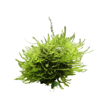 Plant Live - Java Moss Float - Woonona Petfoods