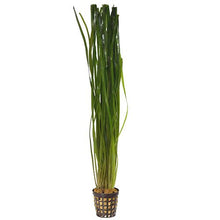 Plant Live - Thin Vallisneria - Woonona Petfood & Produce