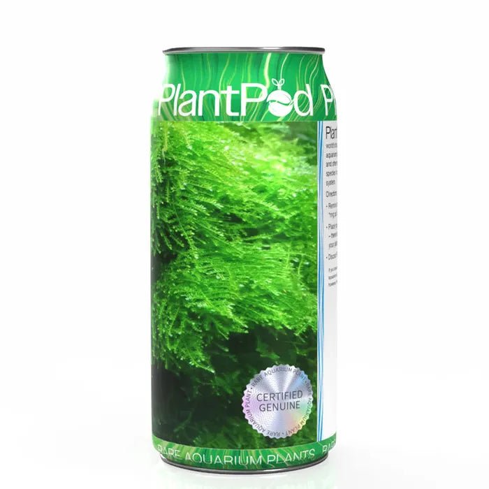 Plant Pod Christmas Moss Large - Woonona Petfoods