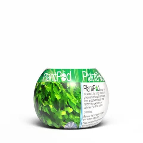 Plant Pod Shrimp Moss - Woonona Petfoods