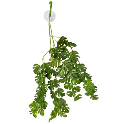 Reptile One Hanging Plant 70cm Rhaphidophora Green - Woonona Petfoods