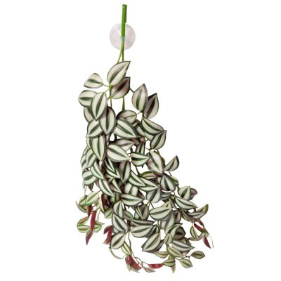 Reptile One Hanging Plant 70cm Tradescantia Green Silver