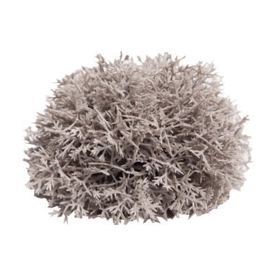 Reptile One Plant Flexi Vine Jungle Twist Strangle Fig 75cm - Woonona Petfoods