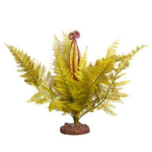 Reptile One Plant Large Eagle Fern Green With Ceramic Base - Woonona Petfoods