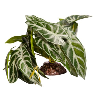 Reptile One Plant Medium Alocasia Green With Ceramic Base - Woonona Petfoods