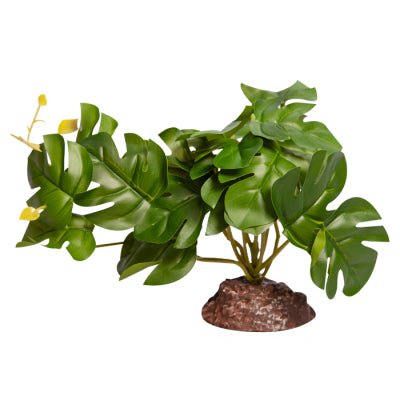 Reptile One Plant Rhaphidophora Green - Woonona Petfoods