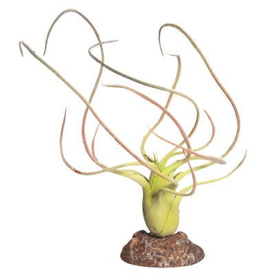 Reptile One Plant Small Paucifolia Green With Ceramic Base - Woonona Petfoods