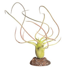 Reptile One Plant Small Paucifolia Green With Ceramic Base - Woonona Petfoods