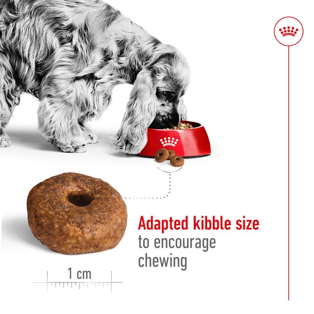 Royal Canin Dry Dog Food Medium Breed Ageing 10+ 15kg - Woonona Petfood & Produce