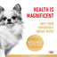 Royal Canin Wet Dog Food Chihuahua 12x85g - Woonona Petfoods
