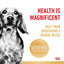Royal Canin Wet Dog Food Dachshund 12x85g - Woonona Petfoods