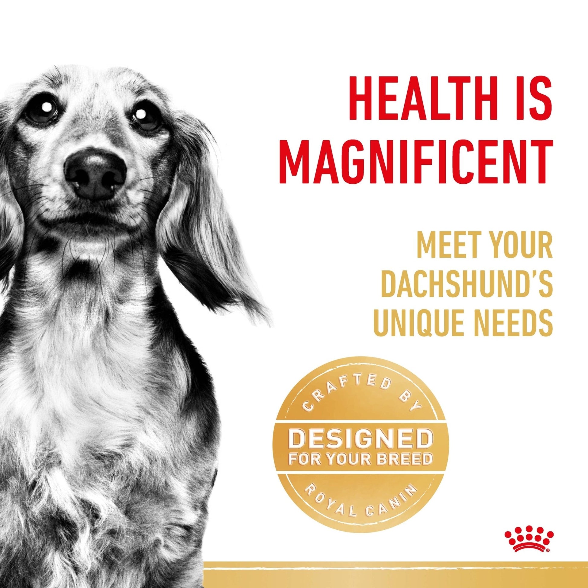 Royal Canin Wet Dog Food Dachshund 12x85g - Woonona Petfoods