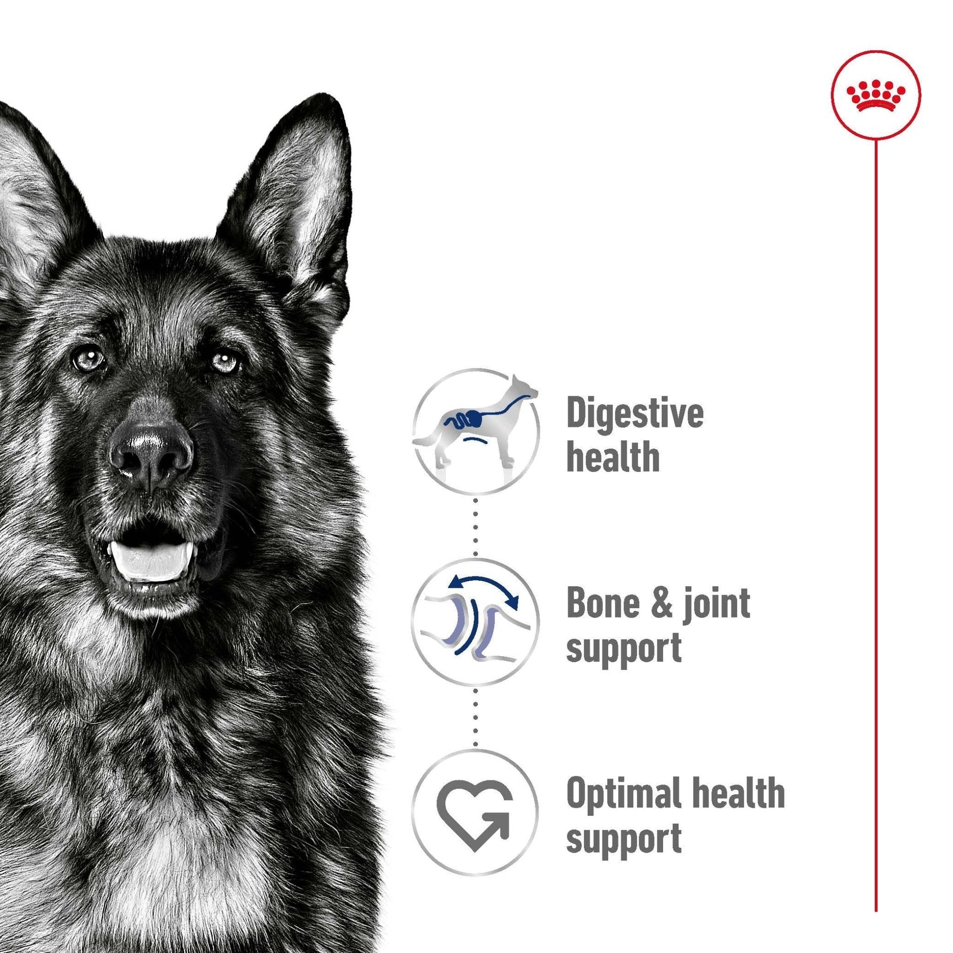 Royal Canin Wet Dog Food Maxi Adult 10x140g - Woonona Petfoods