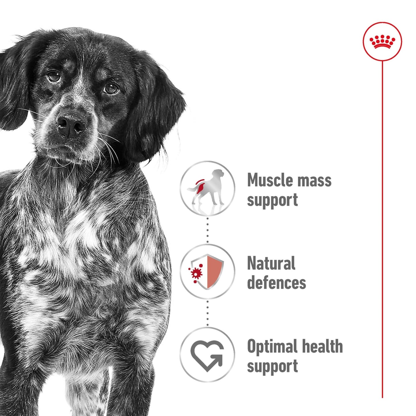 Royal Canin Wet Dog Food Medium Adult 10x140g - Woonona Petfoods