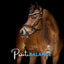 Stable - Ised Equine PractiBalance 25kg - Woonona Petfoods