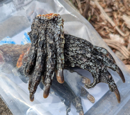 The Pawfect Butcher Crocodile Feet 5 Pack 100g - Woonona Petfoods