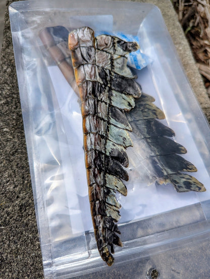 The Pawfect Butcher Crocodile Tail 100g - Woonona Petfoods