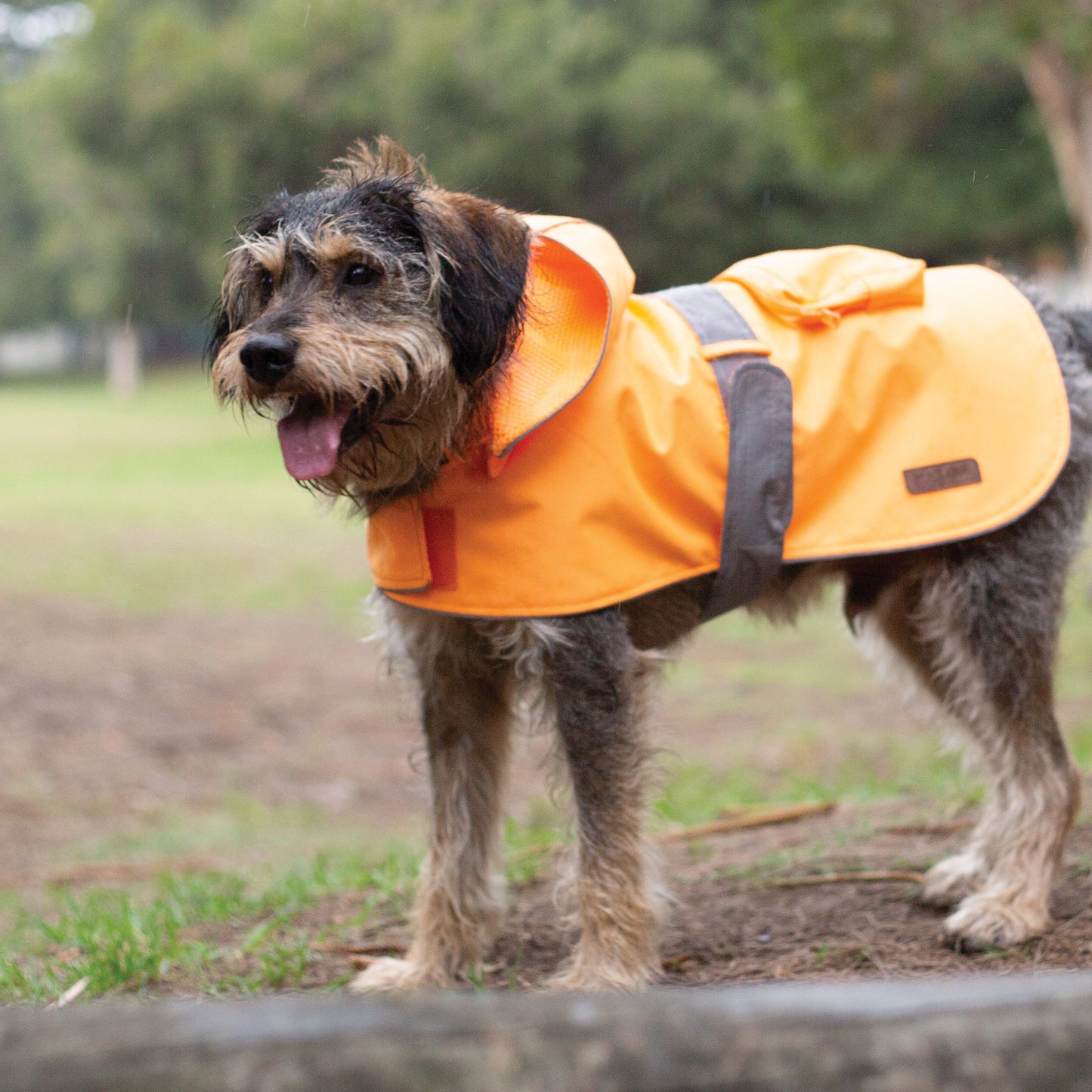 Kazoo Dog Coat Rainy Days Orange