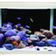 Aqua One Lifestyle 52 Complete Aquarium 52 Litre - Woonona Petfood & Produce