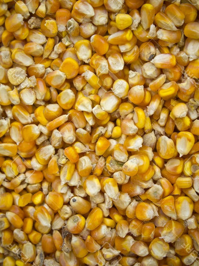 Corn Whole 25kg Cowra Seed Grain - Woonona Petfood & Produce