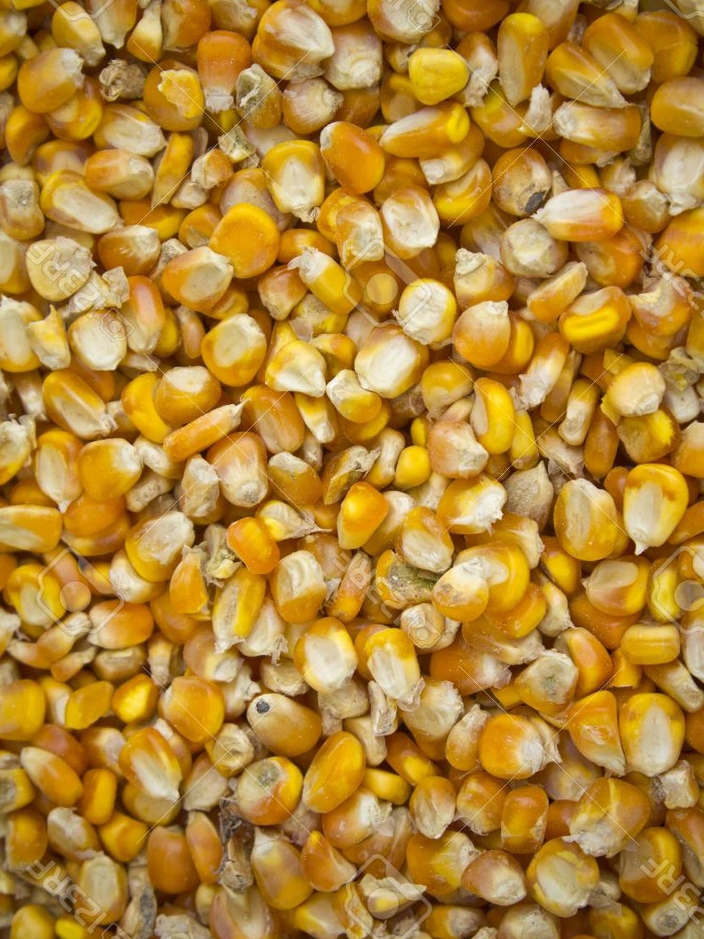 Corn Whole 25kg Grenfell - Woonona Petfood & Produce